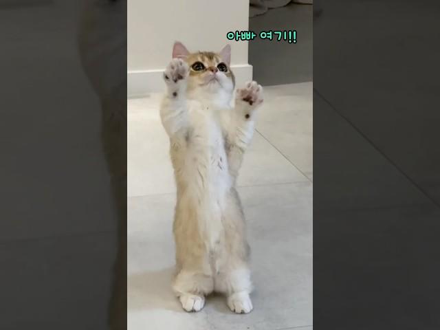우리집 미어캣 #고양이 #개냥이 #cat #아기고양이 #vlog
