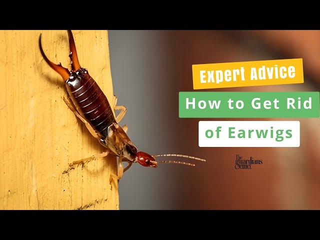 Expert Advice : How to Get Rid of Earwigs in Your House?