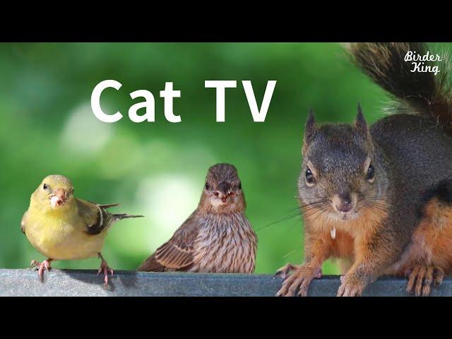 Cat TV 2020: 8 Hours - Birds for Cats to Watch, Relax Your Pets, Beautiful Birds, Squirrels.