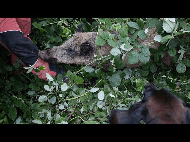 SAU beißt Hundeführer ins Bein! | Maisjagd mit der Drohne (Drohnen bei der Jagd)