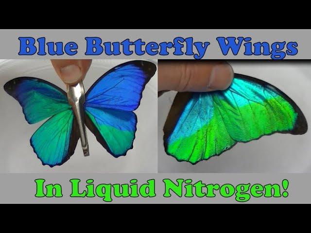 Blue Butterfly Wings in Liquid Nitrogen