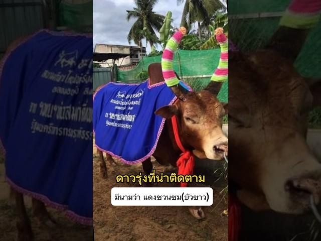 ดาวรุ่ง แดงชวนชม บัวขาว #วัวชน #พี่เสือแดนใต้ #วัวชนพี่เสือ #ดูวัวชนสด #วัวชนสด #วัวชนวันนี้