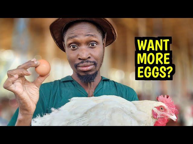 SECRETS on How to make your Chickens Lay MORE EGGS