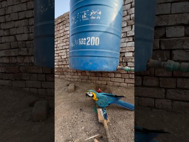 Macaw parrot ko bacha lea #parrot