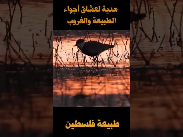 اجواء الغروب من فلسطين