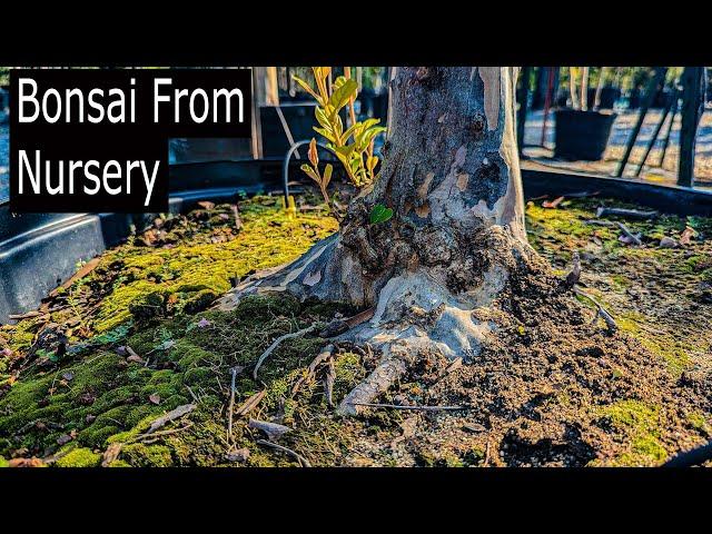 Finding cheap bonsai from local nursery