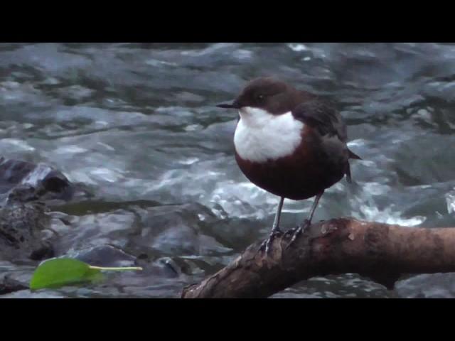 Dipper on River Clyne, Swansea, Wales