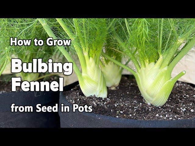 How to Grow Fennel from Seed in Containers | Bulbing Fennel or Florence Fennel