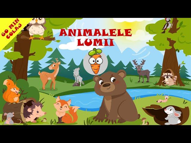 Animalele Lumii - 60 Minute Colaj Cantece Pentru Copii