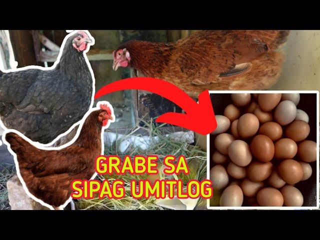 PARANG EGG MACHINE PALA ANG RHODE ISLAND RED AT BLACK AUSTRALORP || Raising Chickens Vlog 3