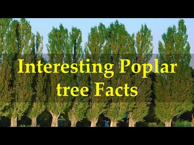 Interesting Poplar tree Facts