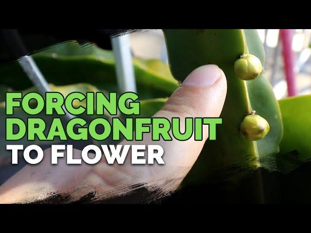 How to Grow Dragonfruit Part 3: Inducing Flowering