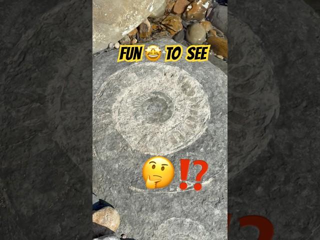 Large Fossil Hunting Surprise‼️#beachfinds#fossildiscovery#ammonites