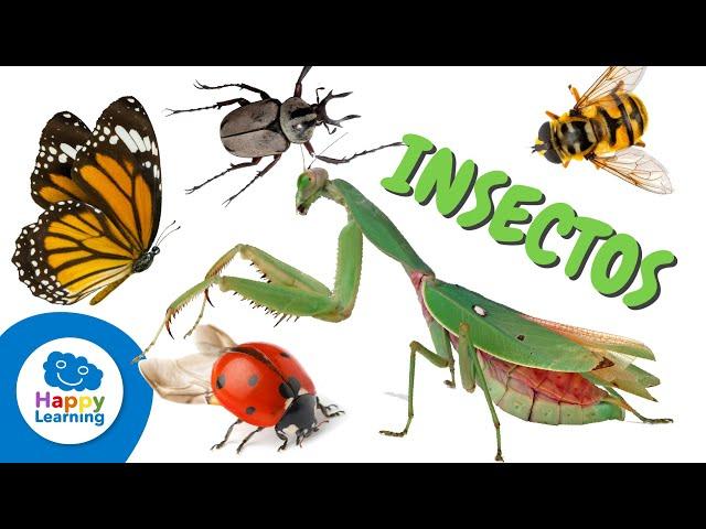 Datos interesantes sobre los insectos | Happy Learning 🪲️