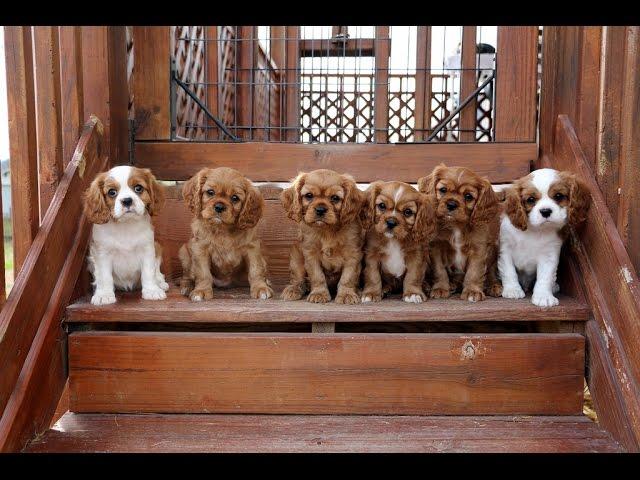 Cavalier King Charles Spaniel Puppies trying the stairs...and it's cute!