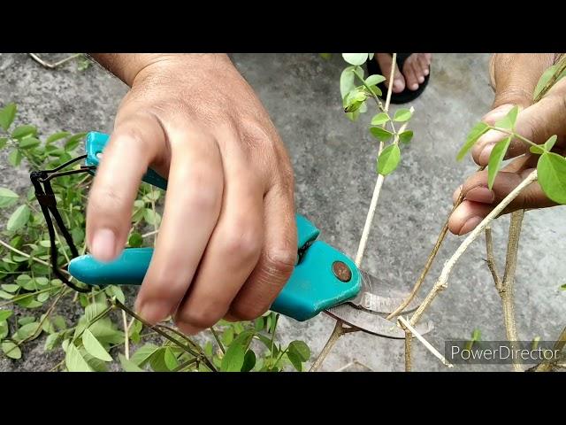 Pruning of a old Nilkantha/Aparajita/Clitoria ternatea bonsai plant