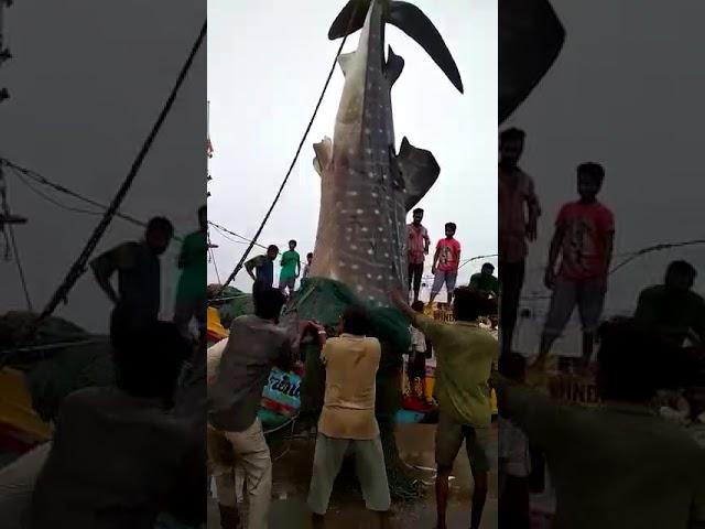 Fish on bhaucha dhakka  dock Mumbai