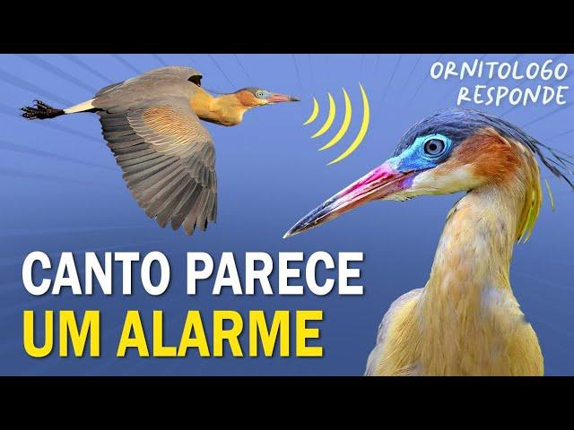 AVE que VOCALIZA PARECENDO um ALARME? Ornitólogo Responde 43