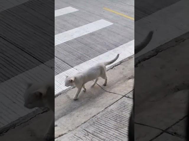 white cat at my school