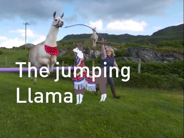 Llama jumps its way to a Guinness World Record