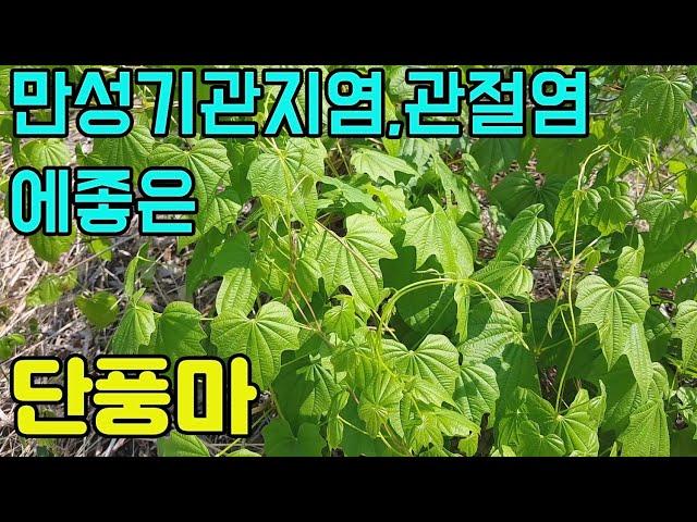 한국의 약용식물(단풍마)-단풍마군락지,관절염,기관지염에좋은 산나물