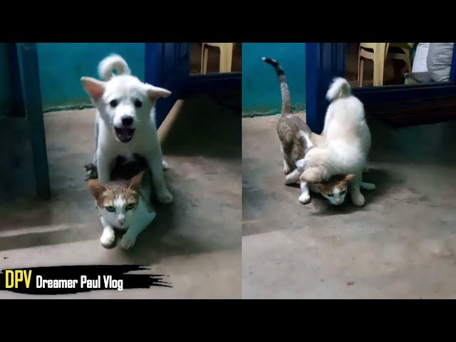 Pomeranian Puppy and Cat Playing | Dreamer Paul Vlog