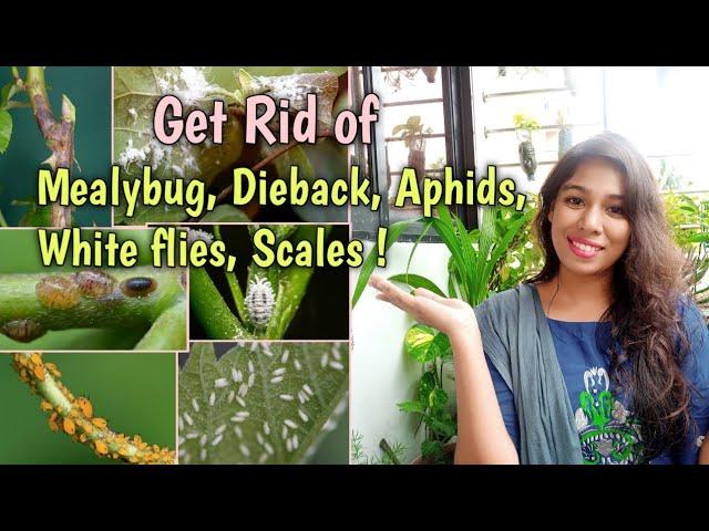 Get rid of Mealybugs, Dieback, Aphids, Scales and Whitefly/Garden Pest Control/  Weekly Pest Control