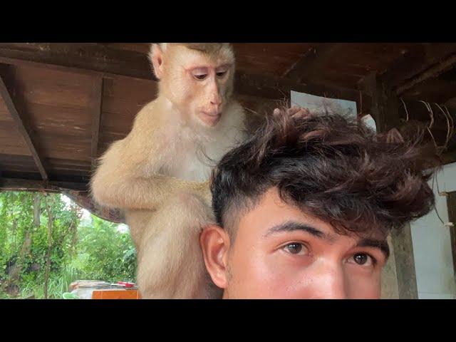 ASMR Monkey Grooming| Obedient Zueii Grooming Humarn