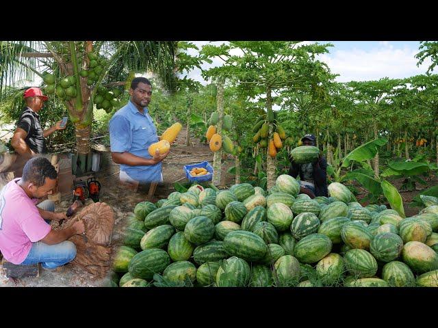 La tierra mas productiva del cibao, Belloso, La vida del campo