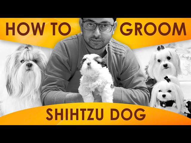 How to groom Shih Tzu dog | Shitzu grooming | SRI SAI PET WORLD