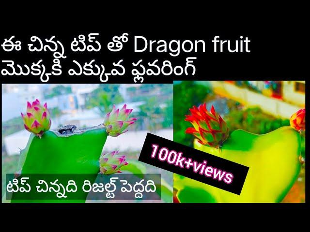 How To Grow Dragon Fruit plant | dragon fruit plant care tips | In Telugu