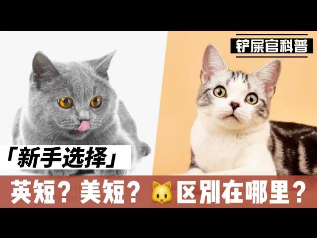 新手养猫，美国短毛猫和英国短毛猫哪个更好养？？Why is British Shorthair More Popular than American Shorthair?