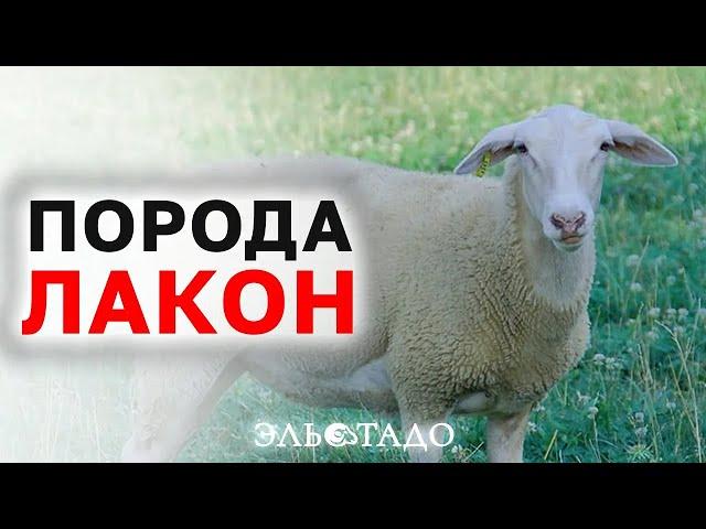 Молочные овцы породы Лакон. Эльстадо - элитные животные из Европы! Французские ярки Lacaune