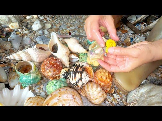 Various giant pearl snails gather on the beach. A large number of seafood appear at night.