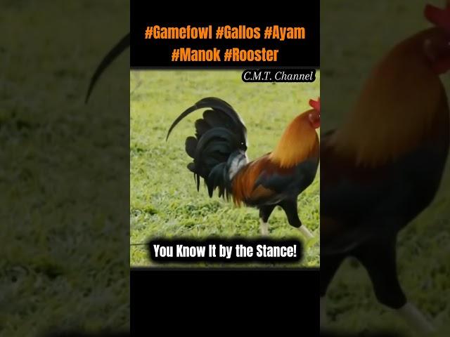 You Know It by the Stance!#gallos#chicken#rooster#ayam #aseel#chickenbreeds #usa#gamefowl#breeding