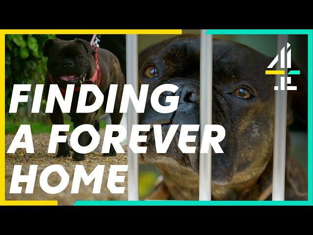 Rehoming An Energetic French Bulldog | The Dog House