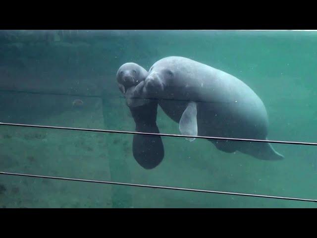 El tierno registro de un manatí bebé nadando por primera vez.