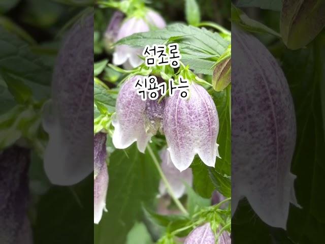 섬초롱 꽃. 아련하고 애틋한 느낌의 꽃.