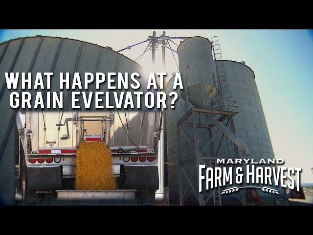 What Happens at a Grain Elevator? | Maryland Farm & Harvest