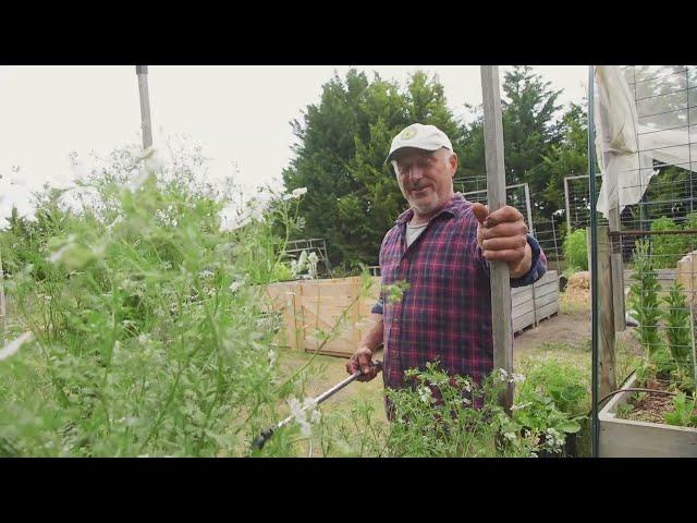 Assessing The Moisture In My Raised Garden Beds