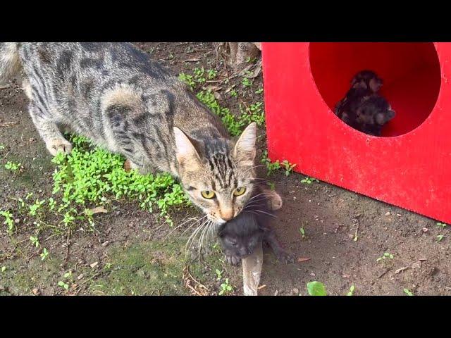 Mother cat adopts orphaned kitten, it will be good for your heart