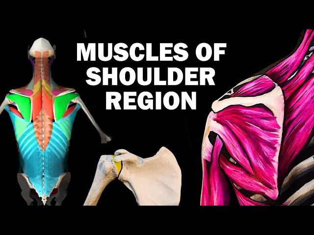 UPPER LIMB MUSCLES (2/6) - SHOULDER REGION