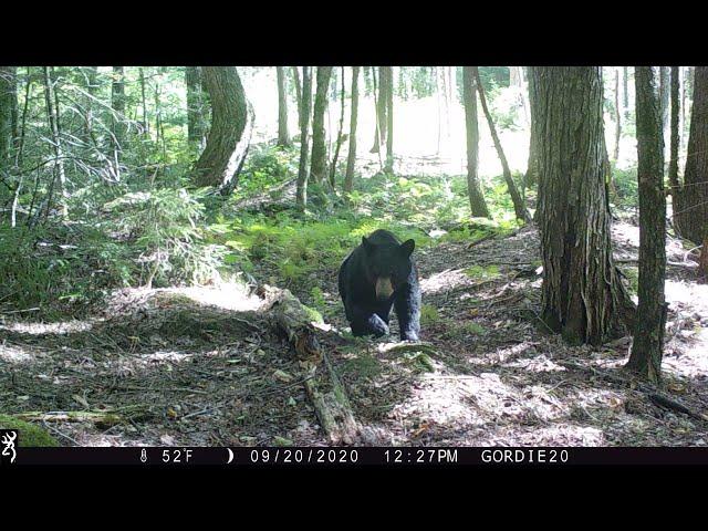 White Mountain National Forest Trail Cam Videos