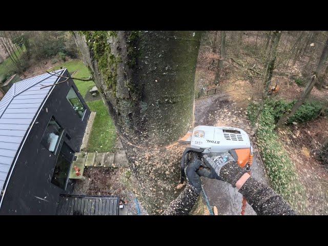 GROS DÉMONTAGE D'UN HÊTRE POURRI / STIHL 661