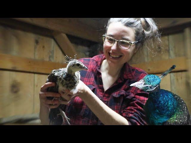 Should you own peafowl? The PROS and CONS of having peacocks on your farm