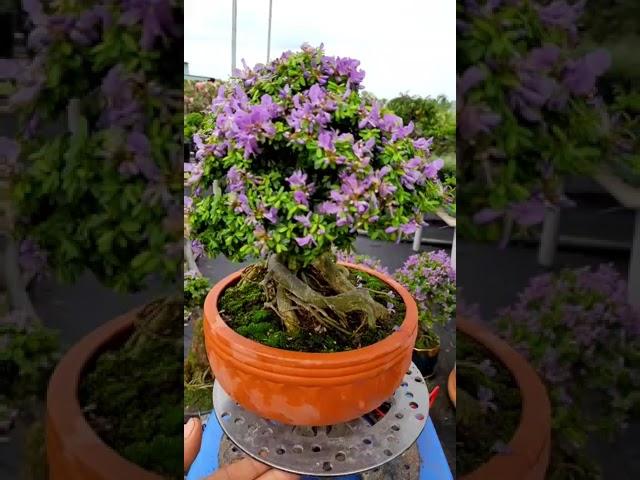 The Tropical Bonsai Inc. Antidesma Bloom