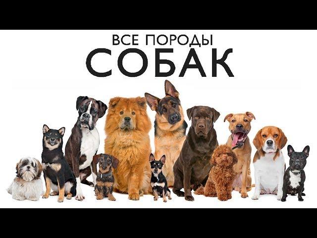 ВСЕ ПОРОДЫ СОБАК МИРА