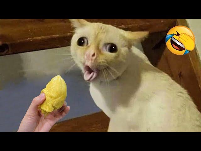 New Funny Animals 2024  Funniest Cats and Dogs Videos  Part 2