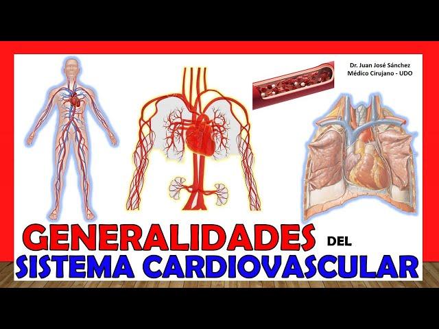 CIRCULATORY SYSTEM in 18 Minutes!! (Cardiovascular system). Easy and simple!