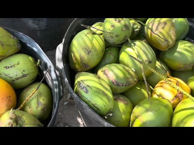 FLORIDA VACATION #coconutfarm